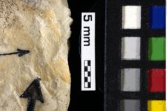 Foto (Detailansicht) von Decapoda indet. (NHMW-GEO-1990-0041-0111)